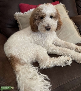 Mini Goldendoodle  Listing Image