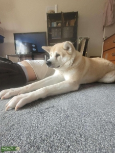 Male purebred japanese akita for stud  Listing Image