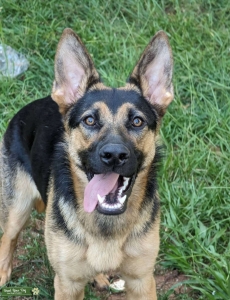 Beautiful Female GSD  Listing Image
