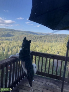 Black American Akita  Listing Image