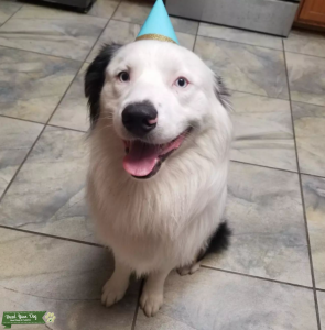 Blue Merle Australian Shepherd Listing Image