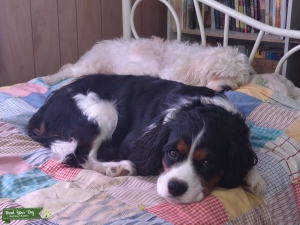 Tricolor Giant Cavalier Stud $500 Listing Image