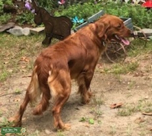 AKC Dark Red Golden Retriever Listing Image