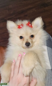 Female Pomeranian  Listing Image