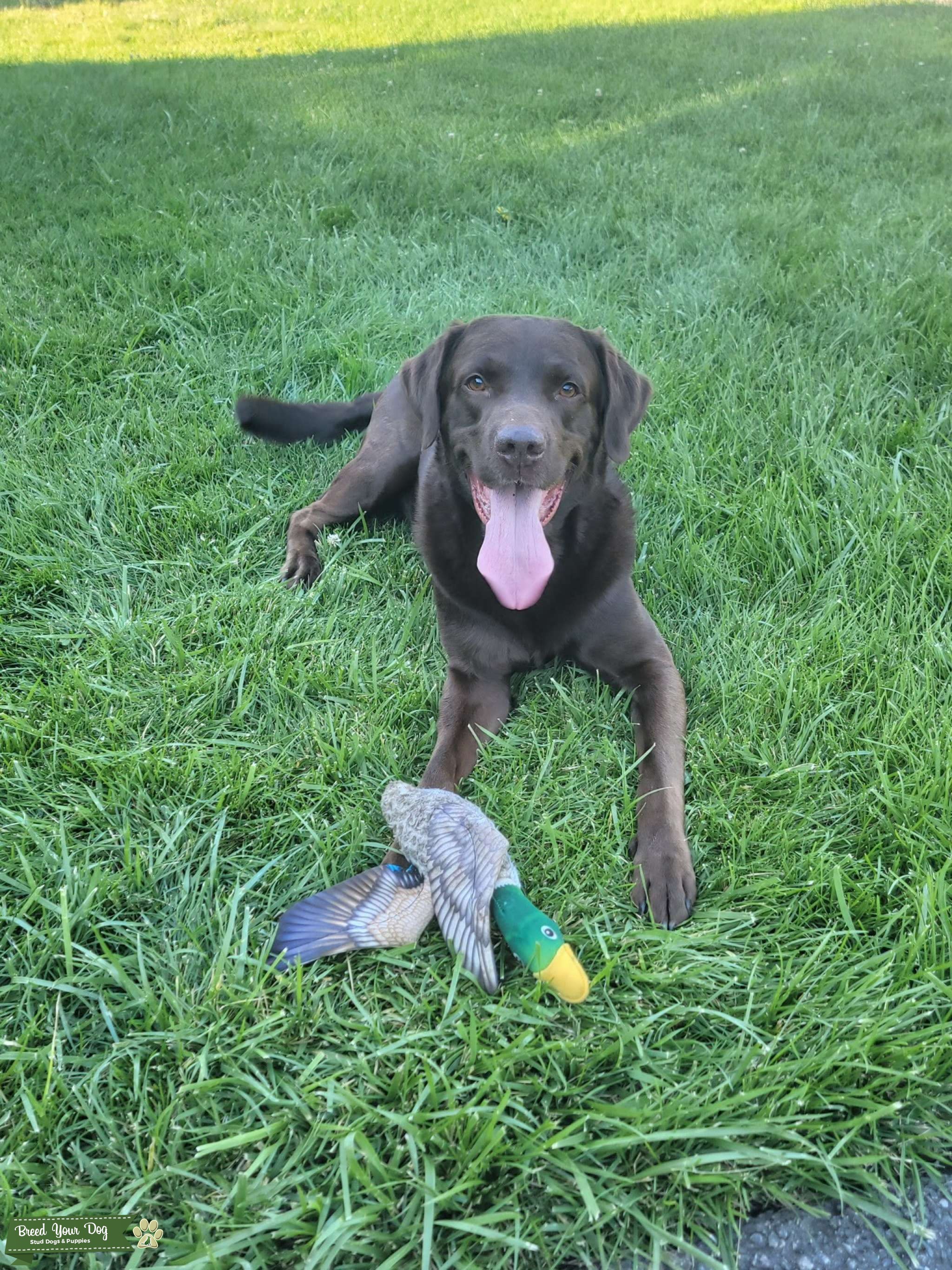 Chocolate English Labrador Stud Dog in MA, the United States Breed