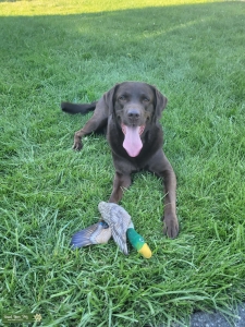 Chocolate English Labrador Listing Image