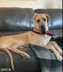 AKC & CKC Blue-masked Fawn Great Dane  Listing Image