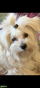 Maltese female to breed Listing Image