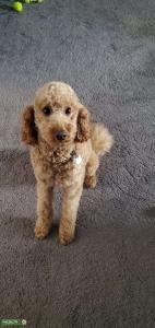 Mini Goldendoodle Stud Listing Image
