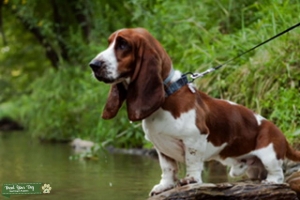 AKC Registered basset hound  Listing Image