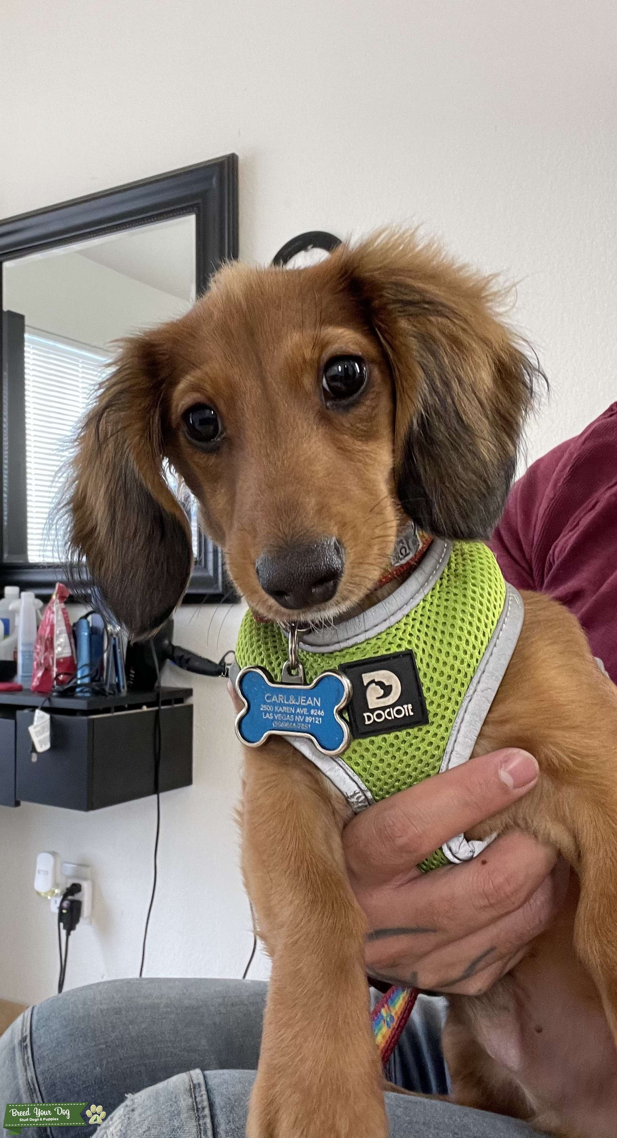 Pure Breed Champion Dachshund Stud Dog in Nevada , the United States