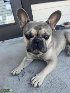 Blue Fawn + lilac carrier Stud DFW  Listing Image