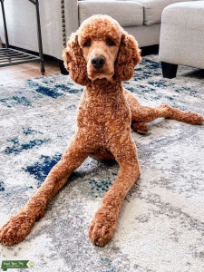 Red Poodle - AKC registered Listing Image