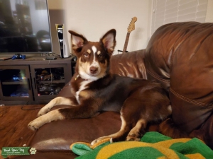Well bred Aussie/husky Listing Image