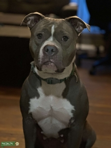 Female American Bully Listing Image