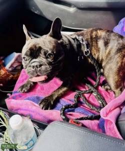 Male stud black and brown brindle Listing Image