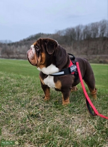 Big Boned Chocolate and Tan Bulldog Listing Image