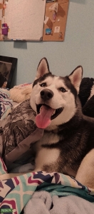 Black Husky  Listing Image