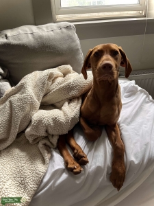 10 M/O Hungarian Vizsla Pure Bred  Listing Image