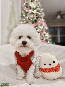 Bichon Frise- Pure bred AKC Champion Line Listing Image