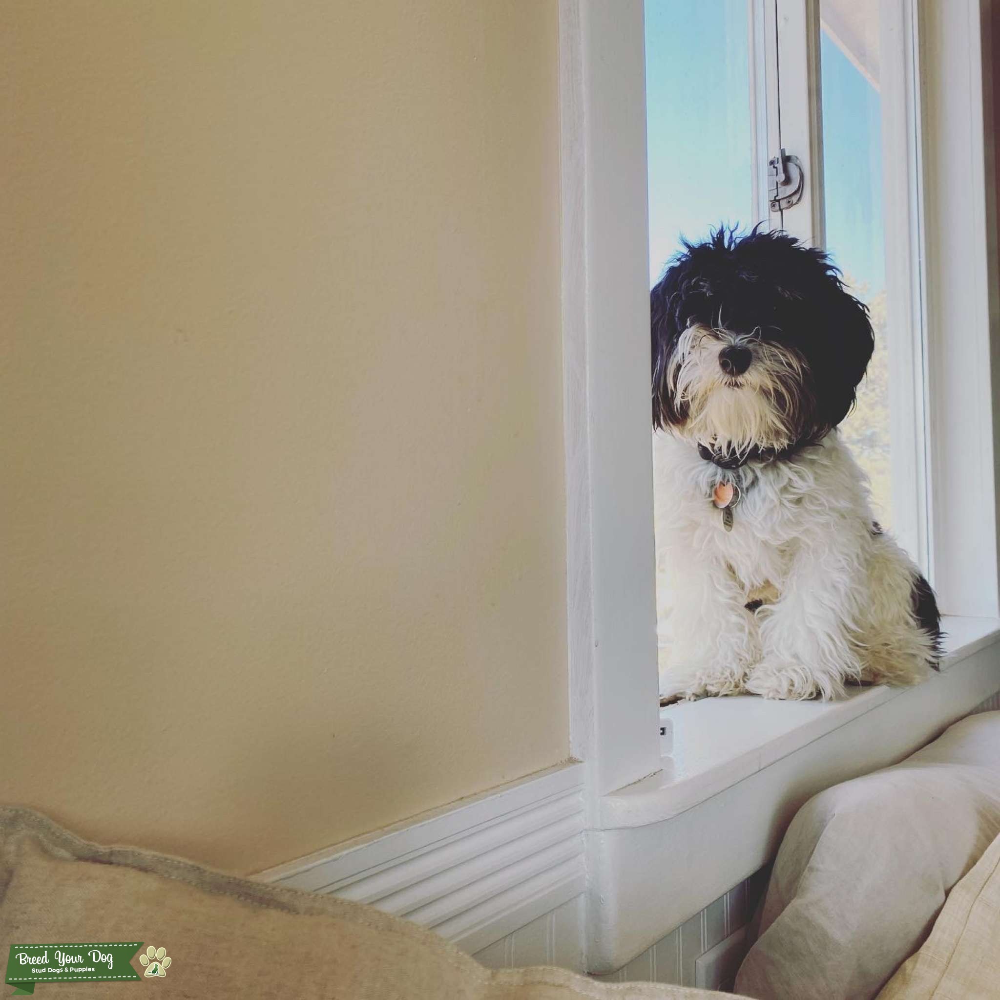 Continental Kennel Club Certified Black & White Havanese Stud Dog in