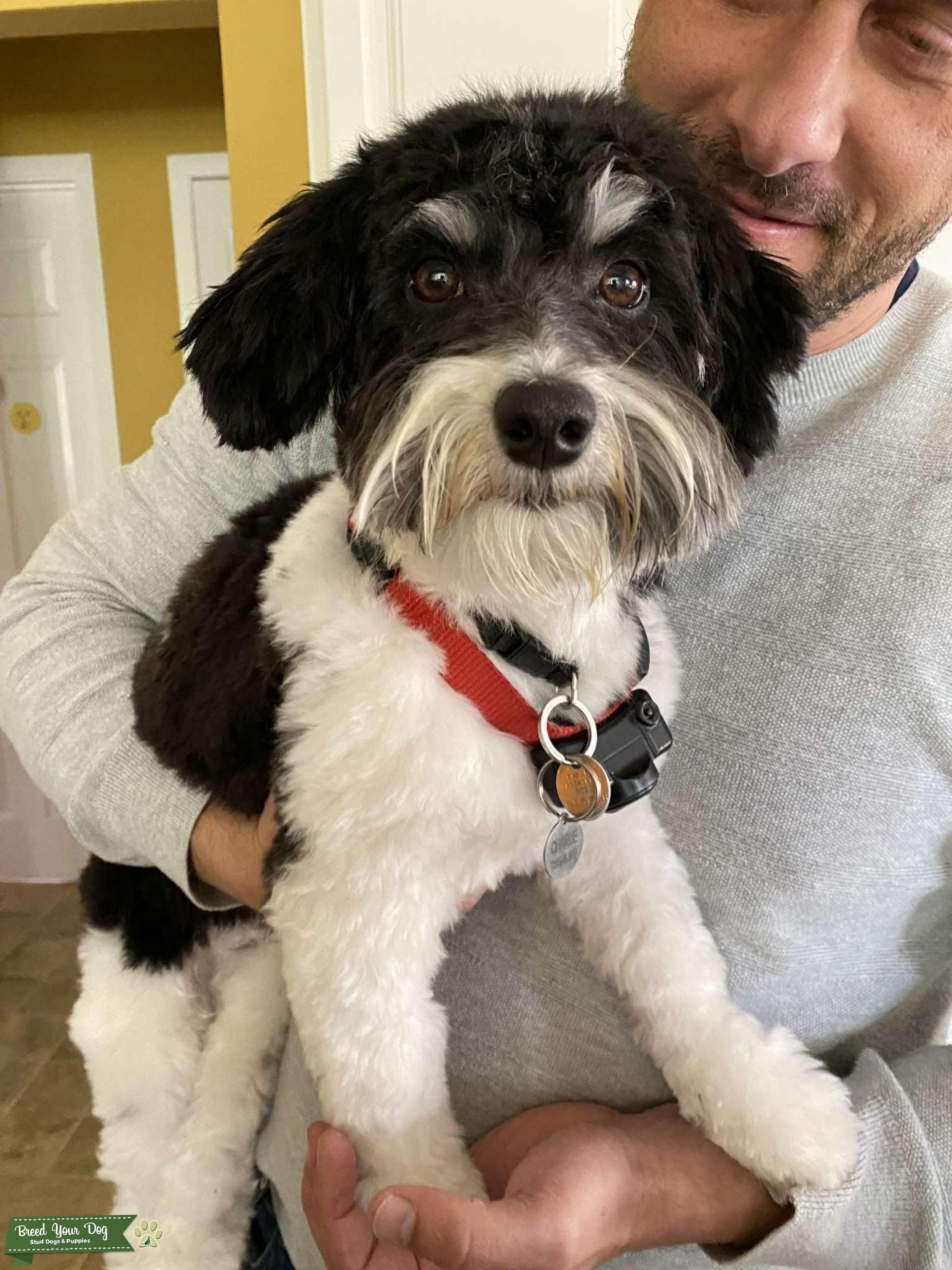 Continental Kennel Club Certified Black & White Havanese Stud Dog in Southwest, the United