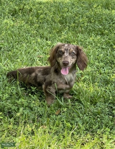 CKC miniature dapple dachshund  Listing Image