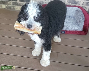 stud dog  Listing Image