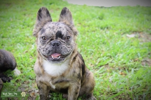 Fluffy Merle Frenchie  Listing Image