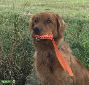 AKC/UKC Golden Retriever 5 year old male Listing Image
