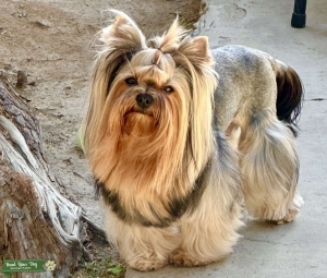 Beautiful Korean line Yorkie Listing Image