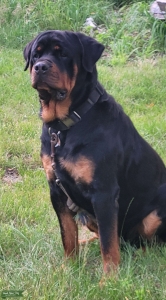 Rottweiler Male Stud  Listing Image