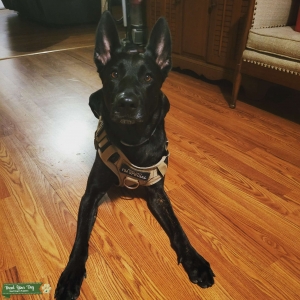 3 year old female dutch Shepard  Listing Image