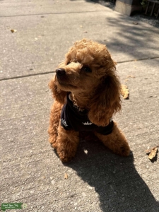 Gorgeous red toy poodle Listing Image