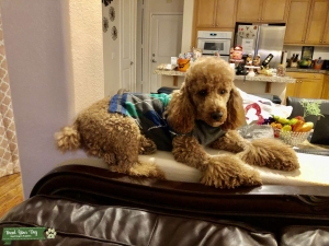 AKC MINI POODLE Listing Image