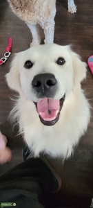 White golden retriever Listing Image