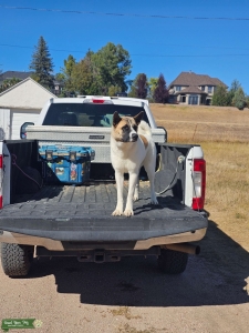 Female AKC Registered Akita Looking for Stud Listing Image