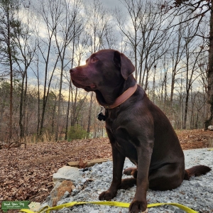 Purebred Chocolate English Labrador Retriever  Listing Image