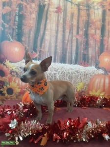 Cute Lightbrown Toy Chiweenie Listing Image