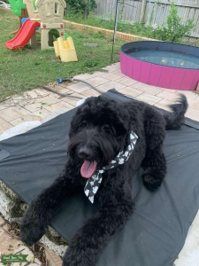 Bernedoodle  Listing Image