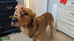Golden Retriever  Listing Image