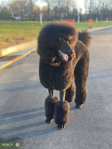 AKC Champion Bloodline Blue Abstract Stud Listing Image
