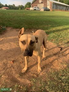 Full APBT *** HEAVY JEEP BLOOD Listing Image