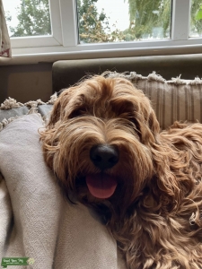 100 percent Australian Labradoodle  Listing Image