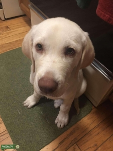 Beautiful male yellow lab looking for female Listing Image