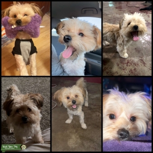 Morkie availed for Stud service (11months) Listing Image