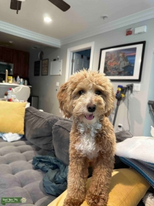 Female F1b mini Golden doodle looking for stud Listing Image