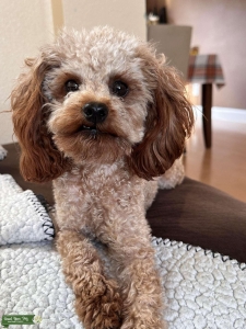 Toy Poodle  Listing Image