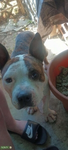 Brindle/white Staffordshire Bull Terrier stud  Listing Image