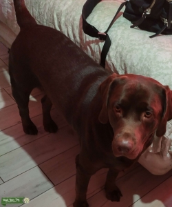 Beautiful, friendly, AKC registered Chocolate lab Listing Image